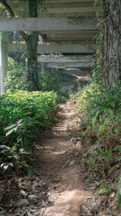 林间小径绿植环绕