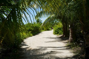 椰林小道 热带风光美景
