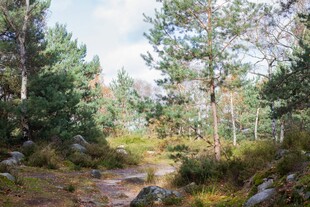 林间小径的自然景致