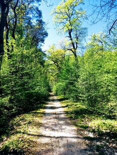 林间小径绿意盎然