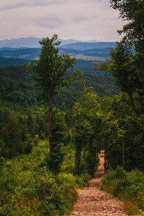 山间小径穿行于葱郁森林