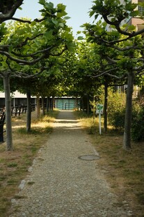 林荫小道的静谧风光