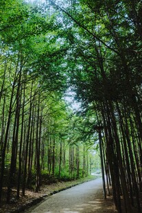 林间幽径绿意盎然