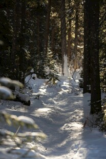 冬日雪覆林间小道