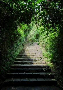 林间石阶 光影交织小径