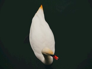 水中白鹅特写