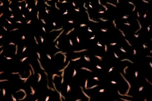 黑色背景下的多彩弯曲线条