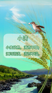 节气 小满