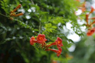  凌霄花