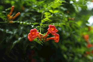  凌霄花