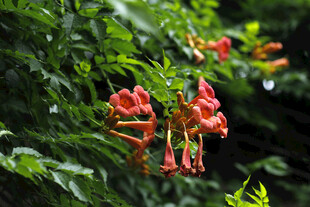 凌霄花
