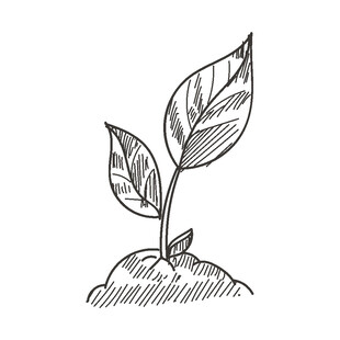 手绘新生植物幼苗