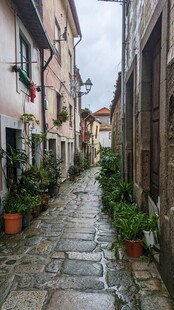 宁静小巷的绿植与石板路