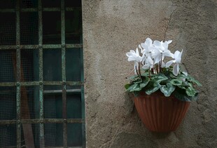 墙上花盆里绽放的白仙客来