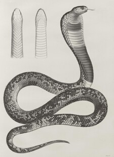 复古风格眼镜蛇插画