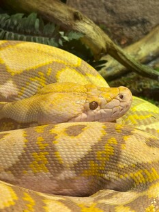 金黄花纹蟒蛇特写