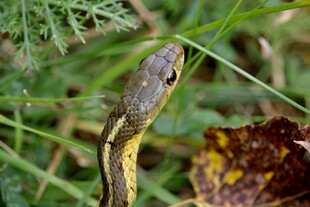 草丛中的蛇头特写
