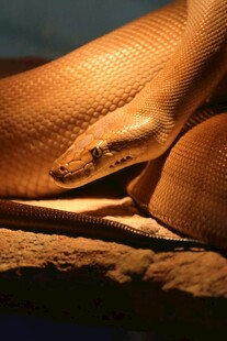 金黄蟒蛇盘踞展示独特魅力