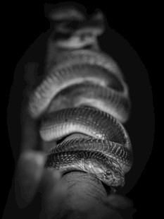 缠绕手臂的蛇特写