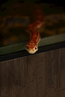 红蛇探头于木质边缘