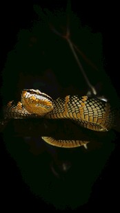 金黄蟒蛇盘卧展示独特魅力