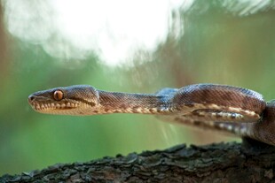 树枝上的蛇特写
