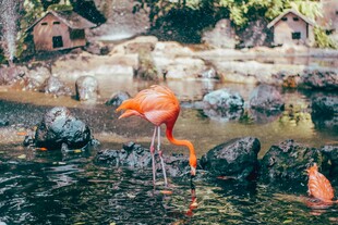 火烈鸟于水边优雅觅食