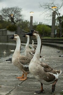户外漫步的几只大白鹅