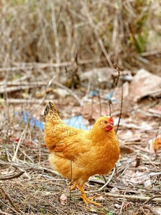 田野中的黄羽鸡