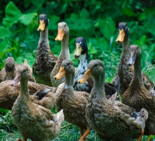 一群鸭子在绿意中聚集