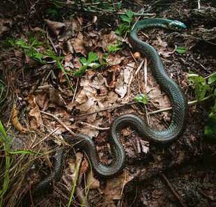 林间蜿蜒的绿色蛇类