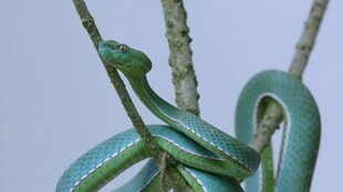 翠绿缠绕蛇盘踞枝头