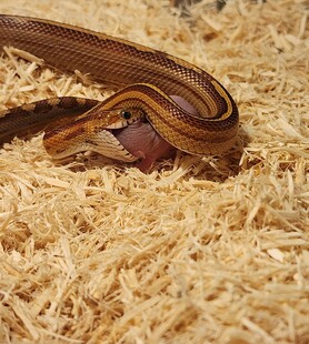 蜷缩在木屑上的彩色蛇