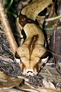 伪装在枯叶中的奇特蛇类