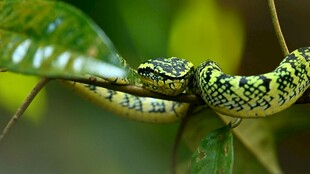 翠绿竹叶上的斑斓蛇