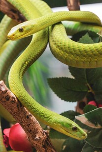 翠绿双蛇盘于枝头