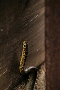 叶片上的黄黑相间毛毛虫