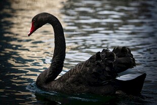 优雅黑天鹅水中悠然游弋