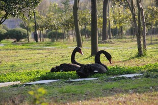 草地上的黑天鹅优雅休憩