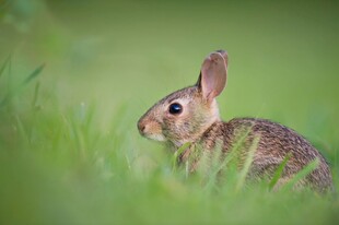 草丛中的可爱野兔