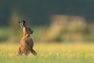田野中站立张望的野兔