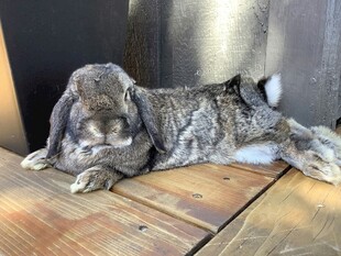 趴着休息的灰毛兔子