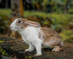 可爱棕白相间兔子户外照
