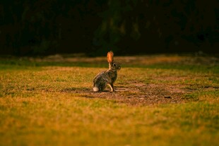田野中独自蹲坐的野兔