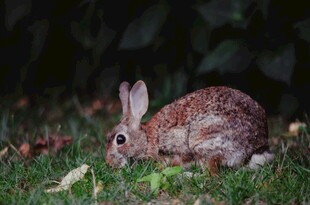 草地上的棕色野兔
