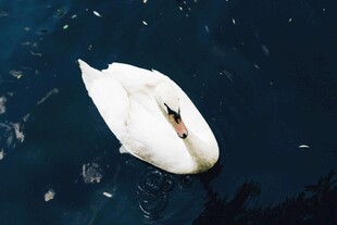水中优雅白鹅