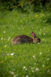 草地上休憩的野兔