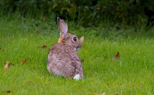 草地上的可爱兔子