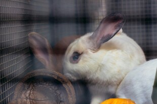 笼中白兔与南瓜