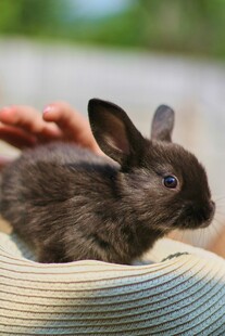 手抚黑兔 萌态尽显